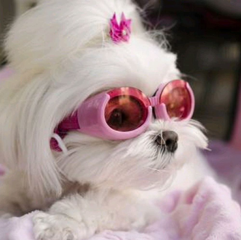 Meet your Posher, Freda